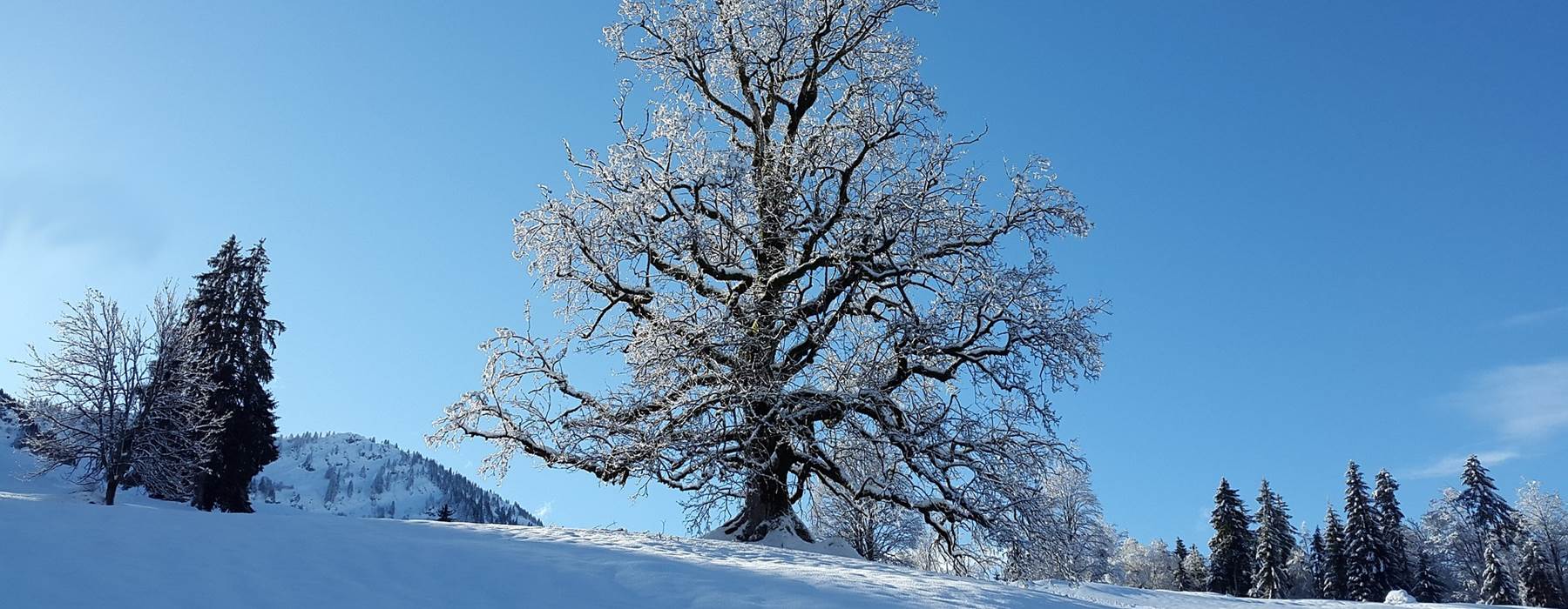 Tree 3021947 1920