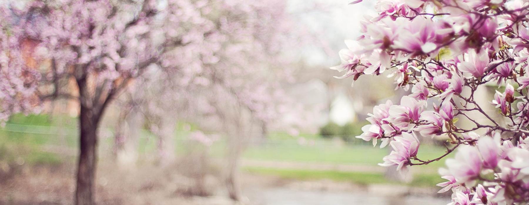 Magnolia Trees Gd0c507538 1920
