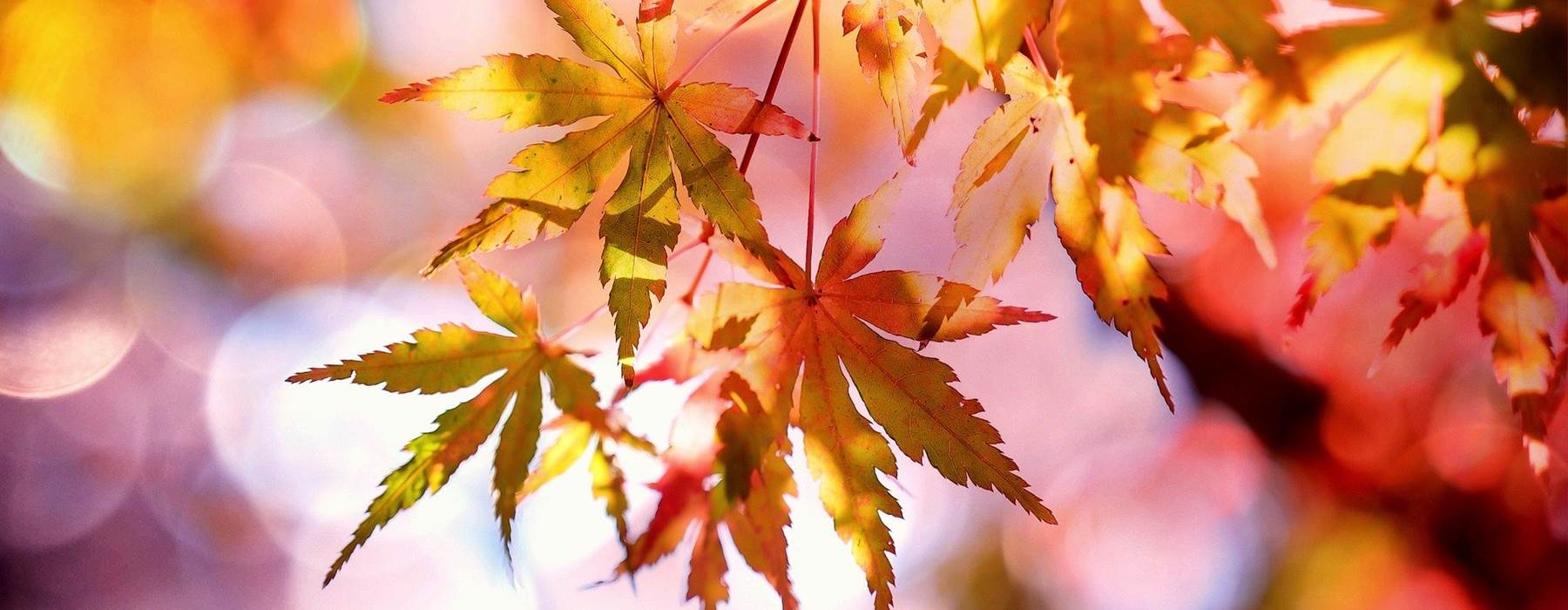 Maple 2135514 1920