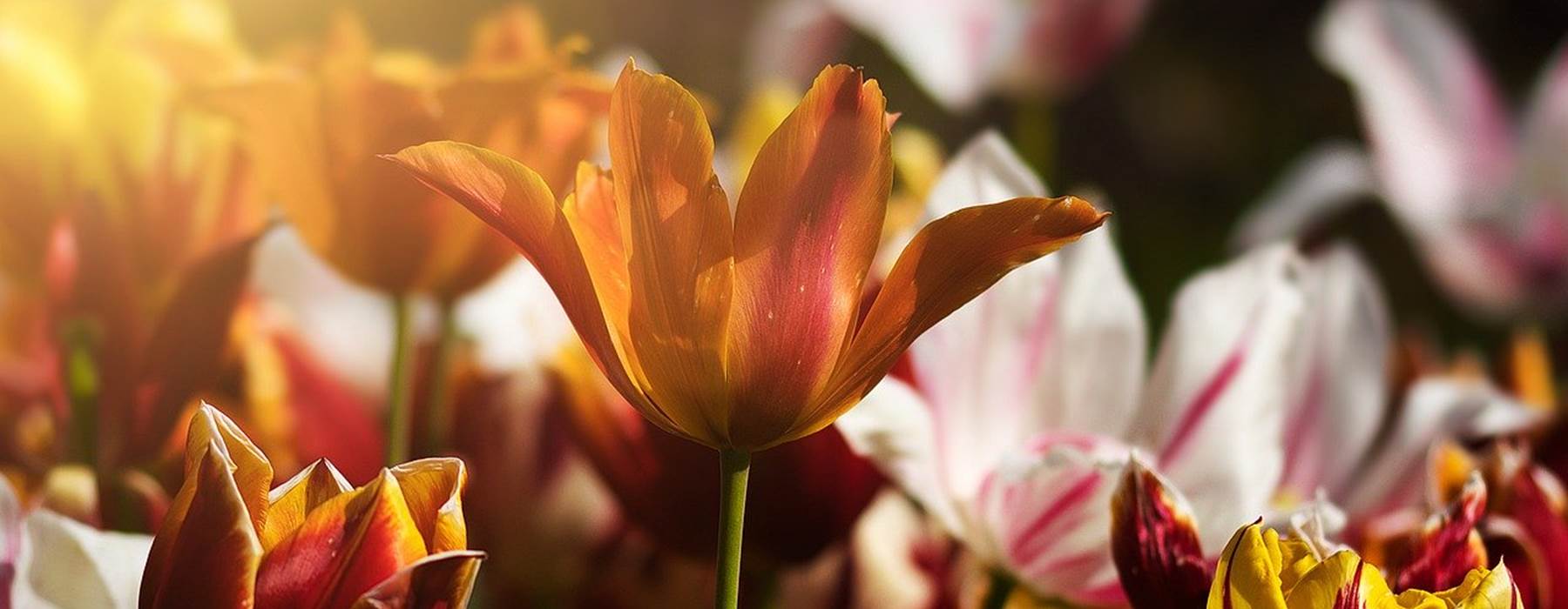 Tulips 4933492 1280