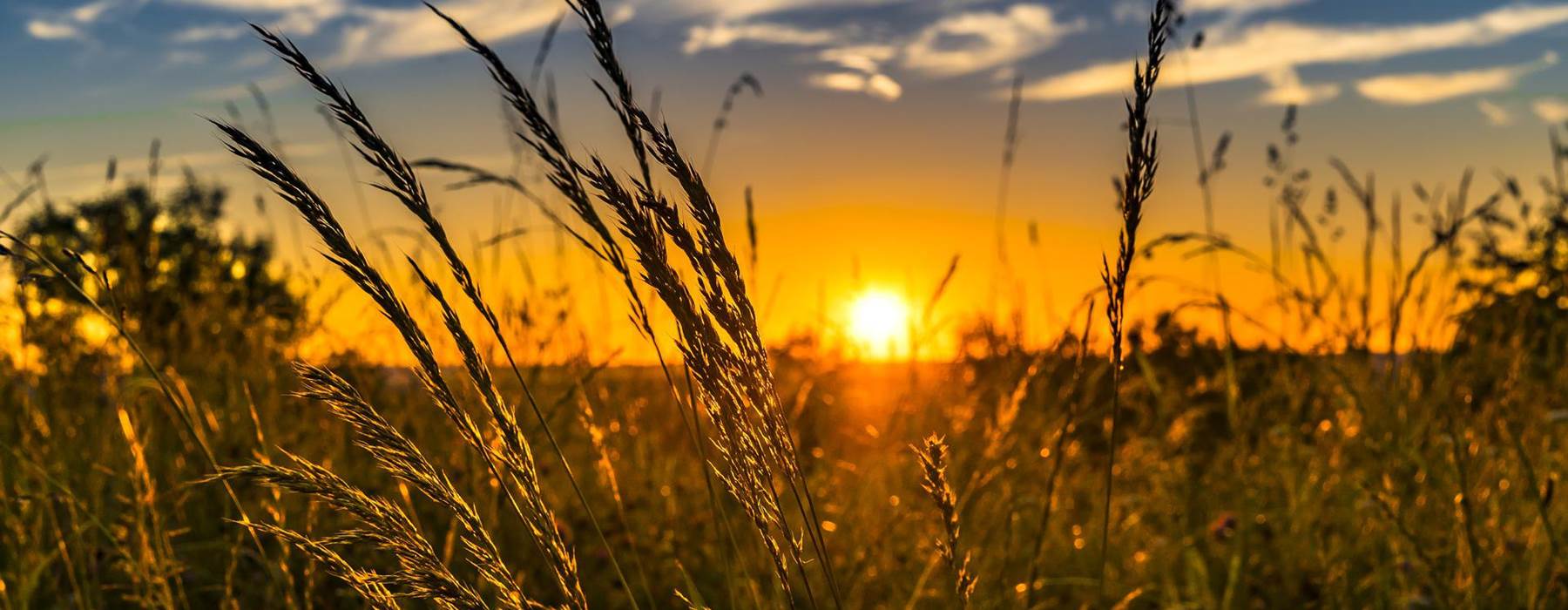 Wheat Ge225b9e44 1920